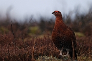Red grouse